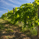 VinCI: Herramienta digital de ayuda a la exportación