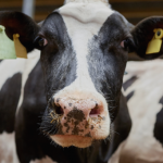 Feria Sommet de l'Élévage (Clermont-Ferrand)