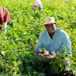 Reuniones individuales con delegados Arex: Senegal (sector agroindustrial)