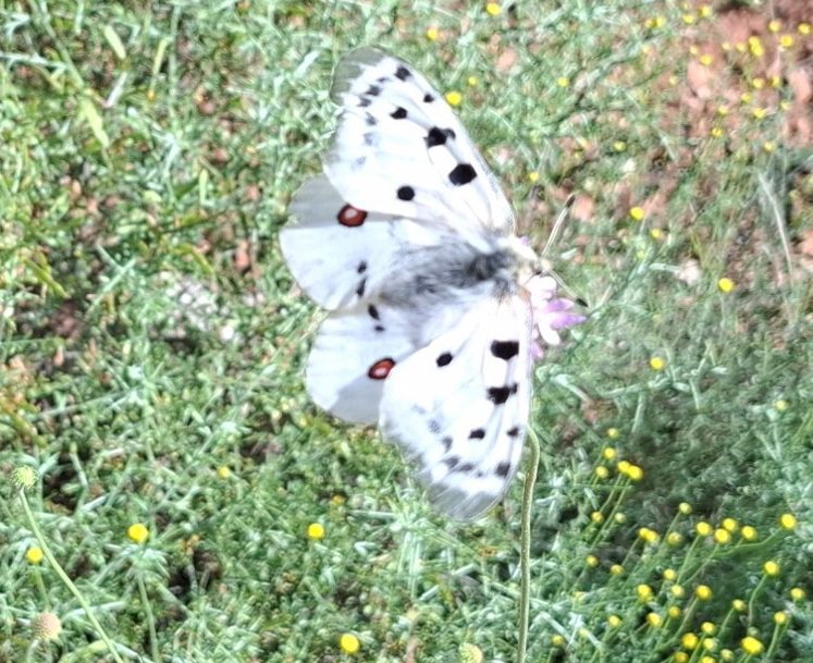 SARGA impulsa la decimoséptima campaña de ciencia ciudadana para el seguimiento de la mariposa apolo. SARGA impulsa la decimoséptima campaña de ciencia ciudadana para el seguimiento de la mariposa apolo.