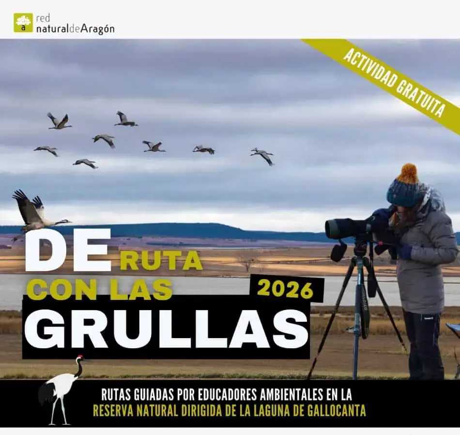 Arranca la temporada de migración de las grullas en la Reserva Natural Dirigida de la Laguna de Gallocanta Arranca la temporada de migración de las grullas en la Reserva Natural Dirigida de la Laguna de Gallocanta