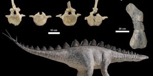Una investigación de la Fundación Dinópolis describe nuevos fósiles de dinosaurios estegosaurios procedentes de Teruel y Valencia